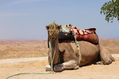 Horse cart on a desert