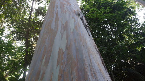 Low angle view of trees growing in forest