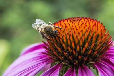 Close-up of honey bee on purple coneflower