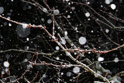 Close-up of frozen tree