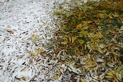 Close-up of leaves