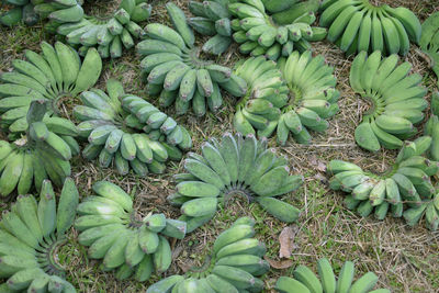 Full frame shot of raw bananas