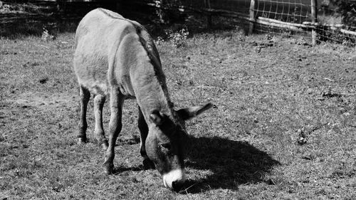 Horse grazing on field