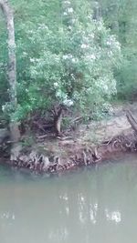 Reflection of trees in water