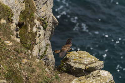 High angle view of bird on rock by lake