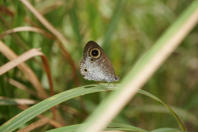 Close-up of butterfly on grass