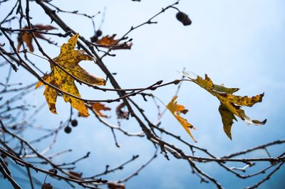 Low angle view of autumnal leaves against sky