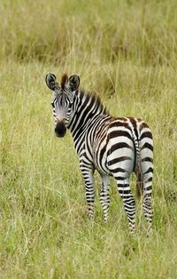 Zebra standing on grassy field