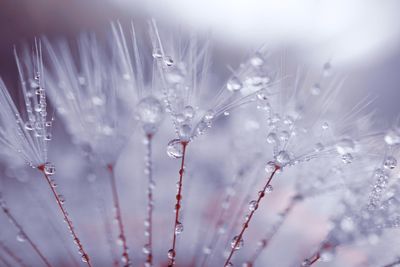 Raindrops on the dandelion seed, white background