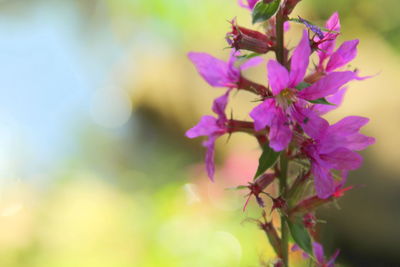 Close-up of pink flowering plant