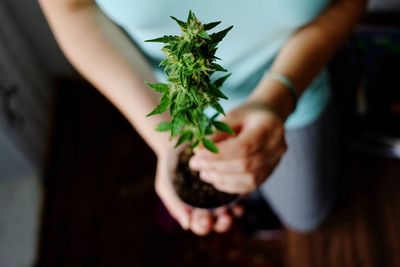 Midsection of woman holding small plant