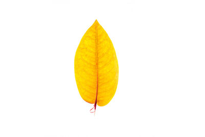 Close-up of yellow leaf against clear sky