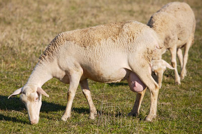 Sheep grazing in a field