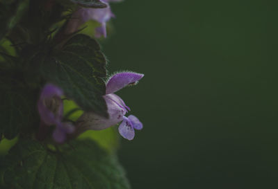 Close-up of pink flowering plant