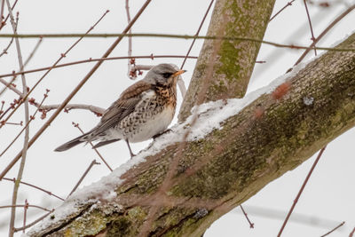 Low angle view of bird perching on branch