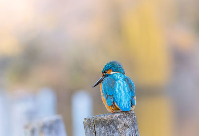 Close-up of hungry colorful bird, kingfisher, alcedo atthis, perching on wooden post
