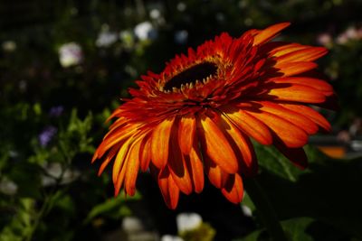 Close-up of orange flower