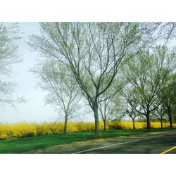 Scenic view of grassy field against sky