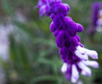 Close-up of purple flowers