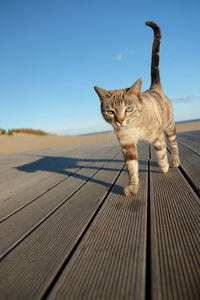 Cat standing on wood against clear blue sky