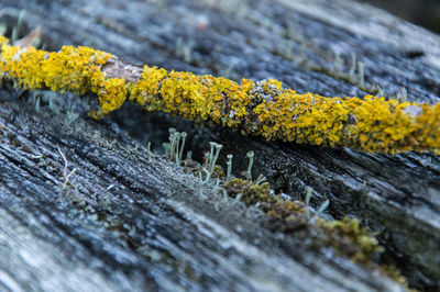 Close-up of yellow moss on wood