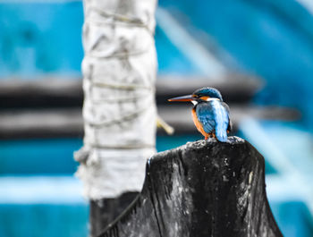 Close-up of kingfisher bird perching on wooden post