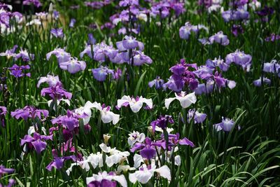 Close-up of purple flowering plants on field