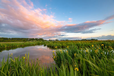 Scenic view of field against sky during sunset