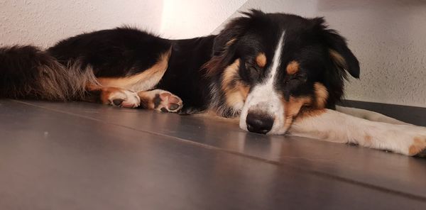 Close-up portrait of a dog resting on floor