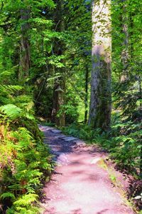 Dirt road amidst trees in forest