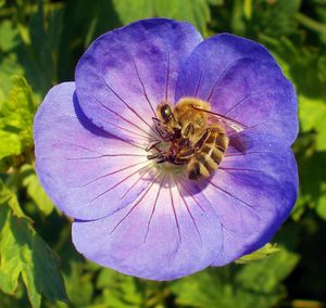 Close-up of insect on purple flower