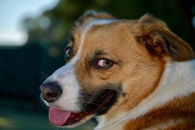 Close-up of dog looking away