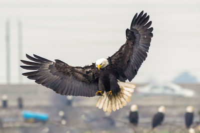 Bald eagle in flight