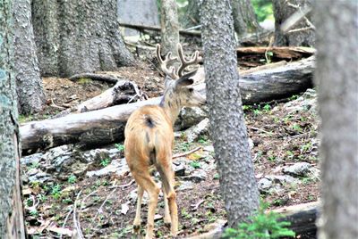 Deer in a forest