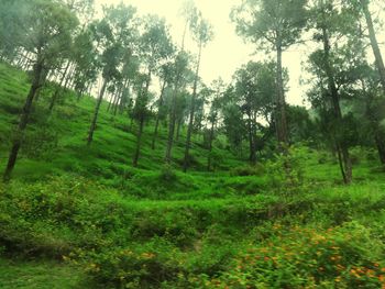 Trees on landscape against sky