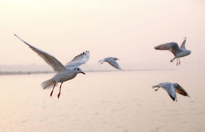 Seagulls flying over sea against sky