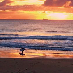 Silhouette man on beach against sky during sunset