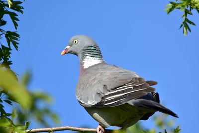 Low angle view of pigeon perching on a tree