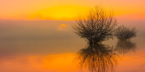 Silhouette bare tree against orange sky