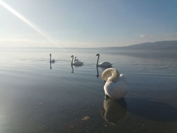 High angle view of birds in lake