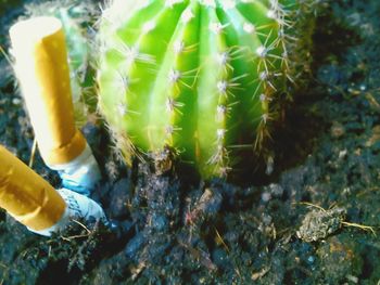 Close-up of plant