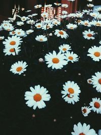 Close-up of white daisy flowers