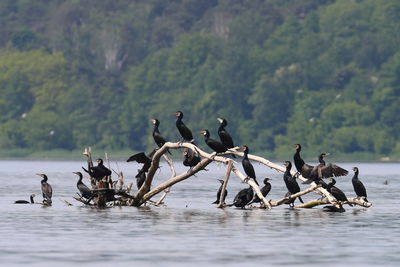 A herd of cormorants sitting on a log flowing in the river.