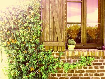 Trees by plants against window