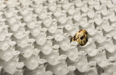 High angle view of frog