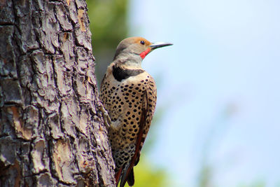 Close-up of northern flicker bird perching on tree trunk