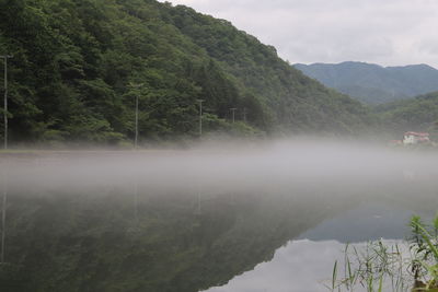 Scenic view of lake in forest