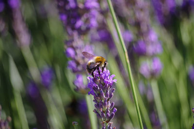 Close-up of bee pollinating on purple flower