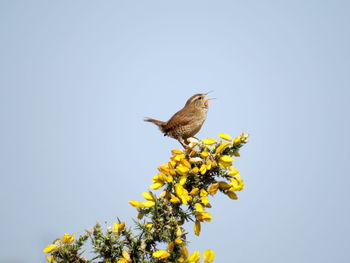 Low angle view of bird perching on plant