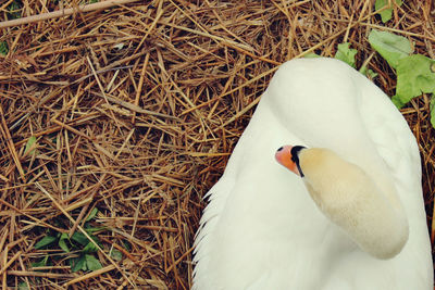 Close-up of swan on grass